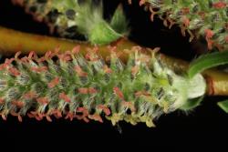 Salix ×rubra. Female catkin showing red styles and undivided style arms.
 Image: D. Glenny © Landcare Research 2020 CC BY 4.0
